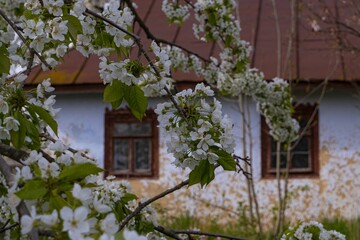 Fototapeta na wymiar sweet cherry branch in generous blossom enjoy spring, frame blurred ancient clay country house detail, desolation and beauty awakening contrast, traditional folk architecture, history exploration