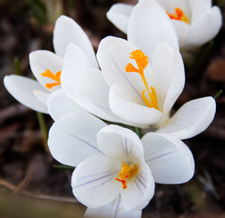 Tender white crocuses on a spring lawn outside close-up
