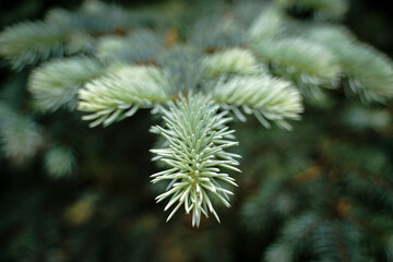 Blue spruce - Picea pungens, green spruce, landscape design. Selective focus