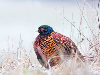 Obraz premium A pheasant fluffed up because of cold weather in winter