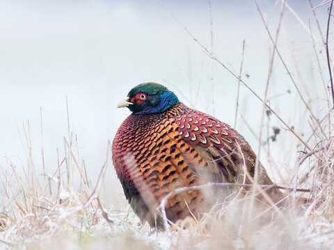 A pheasant fluffed up because of cold weather in winter