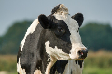 Obraz na płótnie Canvas cow on a farm