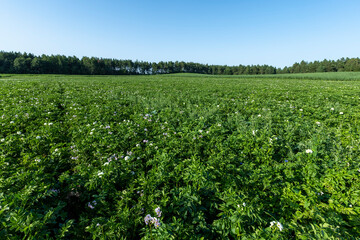 Fototapeta na wymiar Potato field with green bushes of flowering potatoes