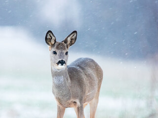 Roe deer female standing in snowy weather