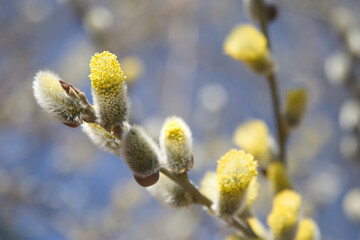 Pussy willows buds on branches in spring