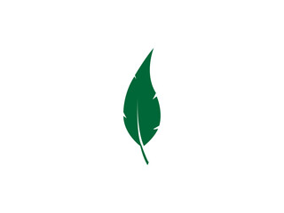Fototapeta premium green leaf isolated on white background.