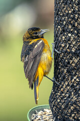 Oriole on Feeder