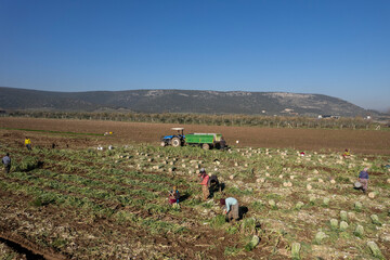 Torbali - Izmir - Turkey, January 22, 2023, Seasonal workers working in a leek field. Aerial view with drone.