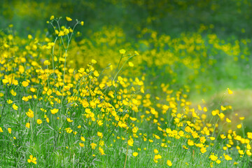 The field of the wild plant of the holly-leaved buttercup Ranunculus acris. Floral defocused blurred background of yellow buttercup flowers.