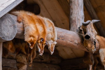 Row of red fox fur pelts hanging on wooden log. Hunting, fashion, ethical concept