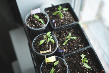 Tomato seedlings in plastic trays on the windowsill.