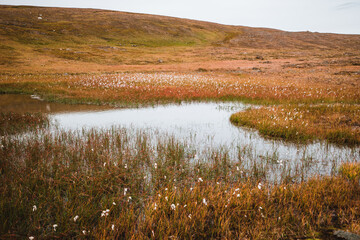 Rough landscape in the norwegian tundra in autumn