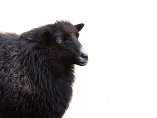  portrait black sheep isolated on white background