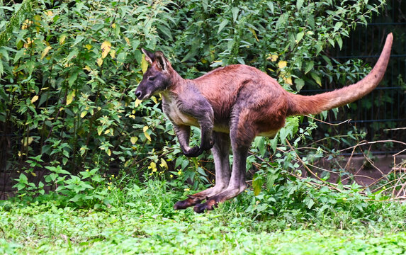 An eastern wallaroo jumps in the forest