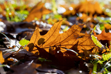 Orange oak foliage close up