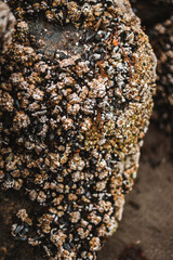 Cute little shells on a rock in Norway