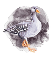 Watercolor Goose Portrait. Hand painted goose portrait on a watercolor background - 564713141