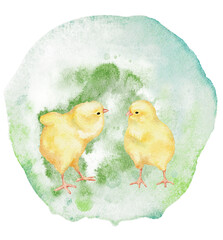 Watercolor Chickens Portrait. Hand painted chickens portrait on a watercolor background - 564713183
