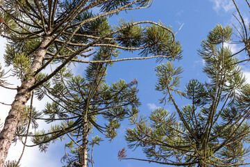 Image taken at the Roberto Burle Marx City Park in São José dos Campos, São Paulo, Brazil.