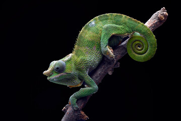 Fischer chameleon on a tree branch - obrazy, fototapety, plakaty