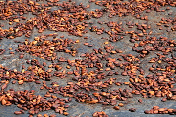 cocoa fruit seed