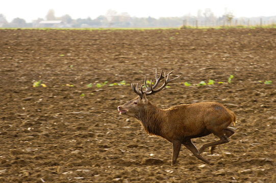 cerf course 