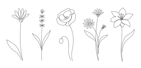Flower set continuous outline style. Decoration flower, botanical floral element, blossom one line art for wedding, spring concept background. Vector illustration © Polina Tomtosova
