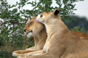 Naklejka na ściany i meble Lioness licking another lioness, England 