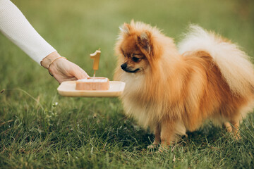 Pomeranian spitz dog eats his birthday cake for 1 year old on green grass. 