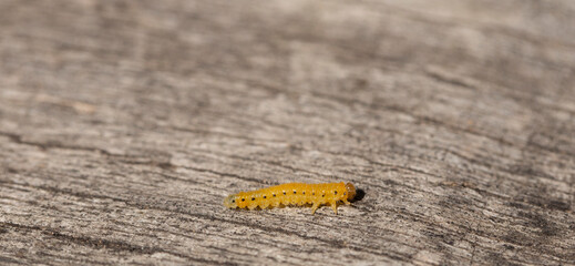 Cladius grandis. Tenthredinidae is the largest family of sawflies. Sawflies are the insects of the suborder Symphyta within the order Hymenoptera.