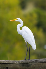 great white heron