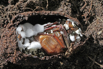 Cockchafer pupa infected by an entomopathogenic fungus Beauveria bassiana.