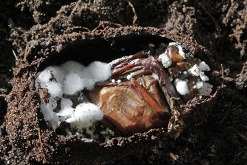 Cockchafer pupa infected by an entomopathogenic fungus Beauveria bassiana.
