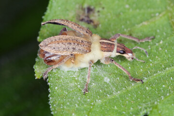 Beetle weevil infected by an entomopathogenic fungus Beauveria bassiana a parasite on various...