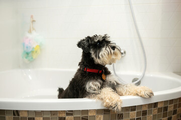 A miniature Schnauzer puppy of black and silver color is standing in the bathroom