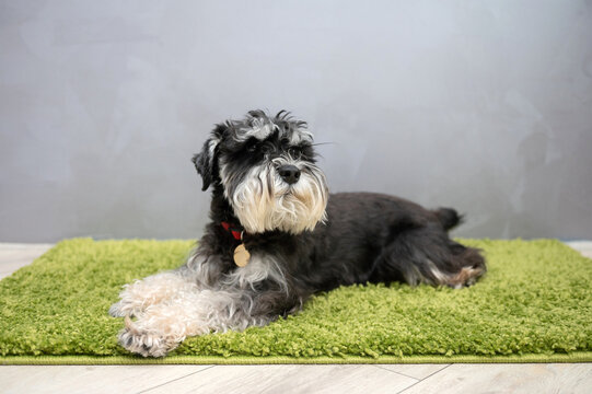A black and silver schnauzer with a badge on its collar is lying on the carpet