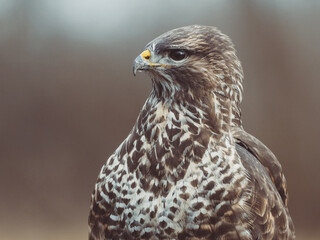 Common buzzard portrait. Predator bird. - 564715394