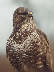 Common buzzard portrait. Predator bird. - 564715395