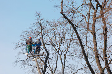 tree care, street workers sawing branches on tall trees in park. municipal services are engaged in maintenance of house territory. gardeners