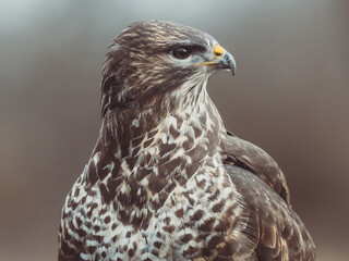 Common buzzard portrait. Predator bird. - 564715554