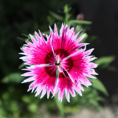 Obraz premium Pink carnation chinese flower in the garden. 