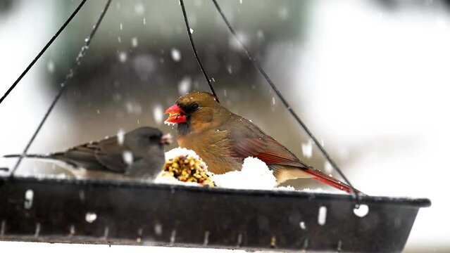 Female Cardinal in a hanging tray feeder during a heavy snowstorm in Windsor in Upstate NY.  Snow falling and cold do not stop the birds from visiting our backyard feeder.