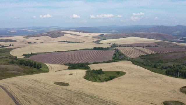 This stock video shows the sown fields with agricultural crops. This video will decorate your projects related to agriculture, farmland, nature, landscapes.