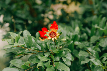 Fototapeta na wymiar A Pomegranate plant with blossom and fruit