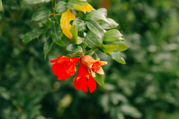 A Pomegranate plant with blossom and fruit © Susann
