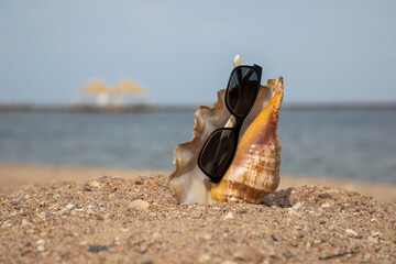 Beautiful large shell on the beach. Sunny summer day. Beautiful beach. Large sea shell.