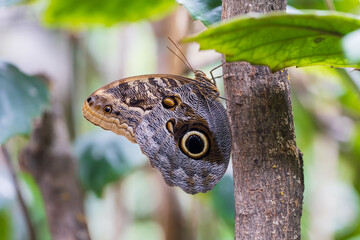 A beautiful large colorful butterfly in its natural habitat.