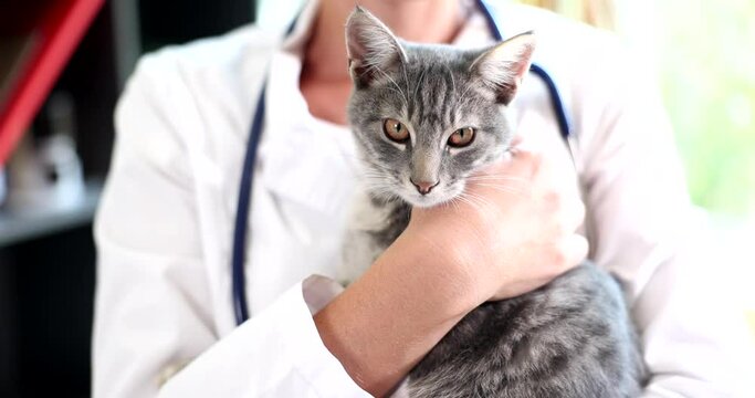 Doctor veterinarian holding gray kitten in his arms closeup 4k movie slow motion 