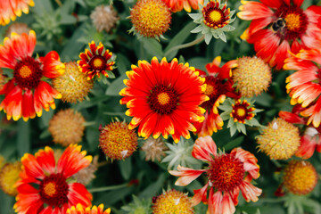 Colorful orange, red and yellow Gerbera