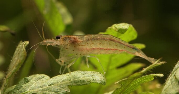 Amano shrimp (Caridina multidentata or Caridina japonica), female in Aquarium. 